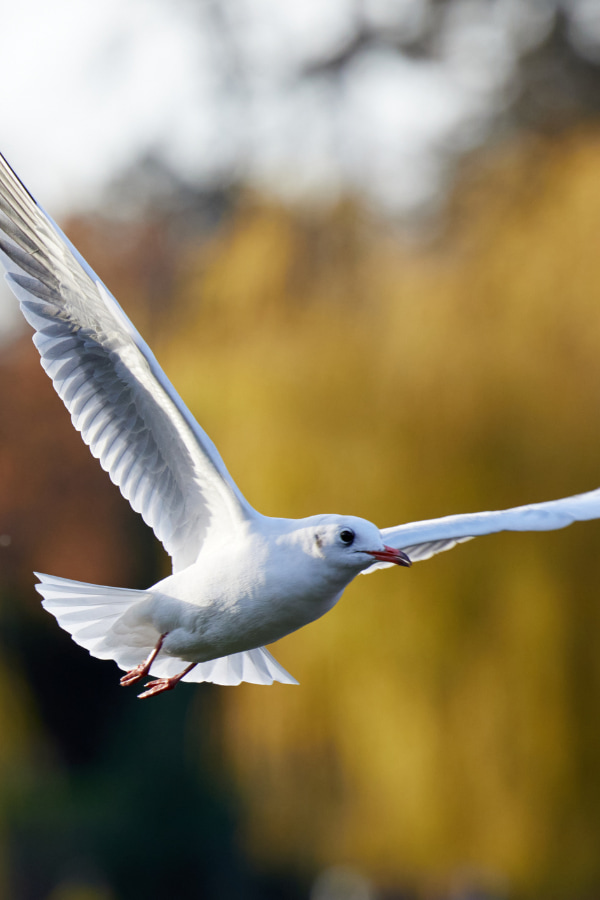 image of a bird