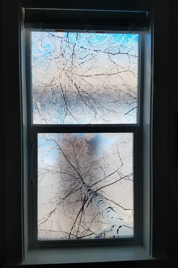 A decorative window film with snowy birch trees on it